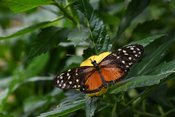 Obraz premium heliconius hecale tropical butterfly in nature, white spotted orange butterfly
