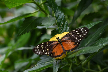 heliconius hecale tropical butterfly in nature, white spotted orange butterfly