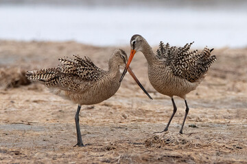 Marbled Godwit pair displaying