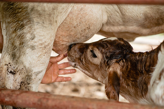 hombre desconocido ayudando a un ternero reci&eacute;n nacido a alimentarse por primera vez	
