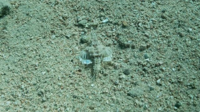 Seamoth moves on the sandy bottom in shallow water in sun rays. Pegasus, Little Dragonfish or Common Seamoth (Eurypegasus draconis). 4K-60fps