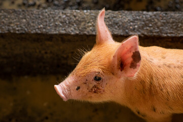 hermoso retrato horizontal de un cerdo peque&ntilde;o