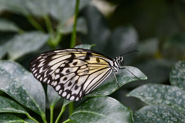 Idea leuconoe, white black tropical butterfly on a green leaf