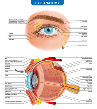 Eye anatomy with labeled structure scheme for human optic outline diagram. Graphic elements for medical websites. Study, education. vector illustration.