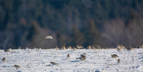 Snow Bunting in a snowy field in the Canadian countryside in winter in Quebec