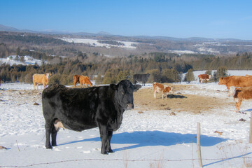 Pretty cows in the winter landscape in a Quebec farm in the Canadian coutryside