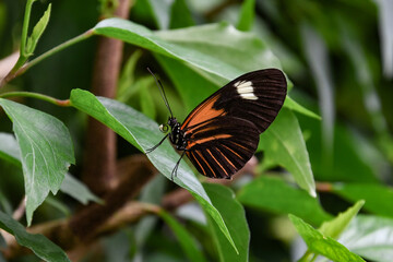 Fototapeta na wymiar Beautifull butterfly in the nature on a green leaf