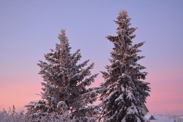 frost pine tree