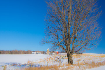 A winter countryside landscape on a farm in the province of Quebec, Canada