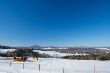 A winter countryside landscape on a farm in the province of Quebec, Canada