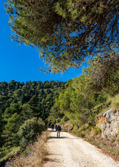 Sendero de tierra entre los abetos del parque nacional de la Sierra de las Nieves