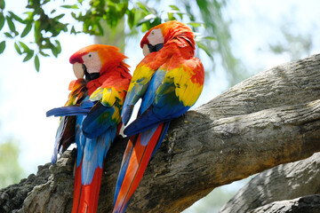 Pair of macaw birds at zoo, vibrant tropical color.