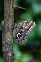 Caligo eurilochus, forest giant owl butterfly
