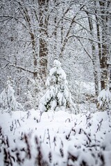 snow covered trees