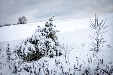 snow covered trees