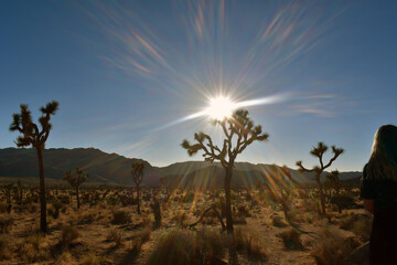 Joshua tree