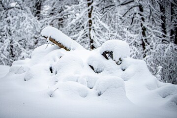 snow covered tree