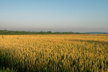 Ripe ears of wheat on the field, sunny day.