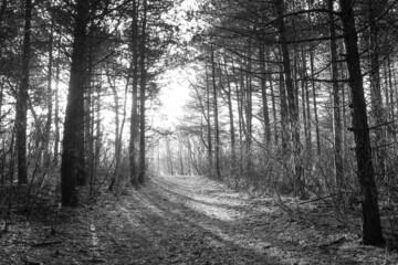 Black and white back light image of a pine forest trail, showing the trees shadows on the ground.