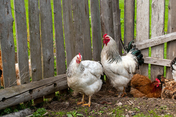 Domestic chickens in the fresh air. Rural circumstances.