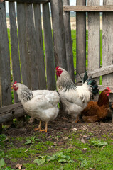 Domestic chickens in the fresh air. Rural circumstances.