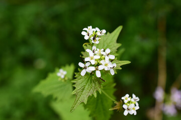 Alliaria petiolata, Blüte und beginnende Fruchtstände der Knoblauchsrauke mit Blättern