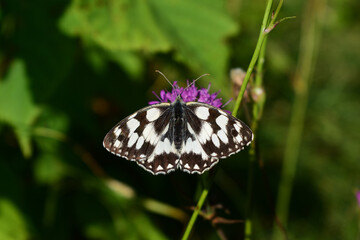 Schachbrett, Melanargia galathea, auf Ackerwitwenblume in der Sonne im Sommer