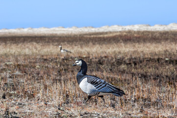 Barnacle Geese (Branta leucopsis) at colony in Barents Sea coastal area, Russia