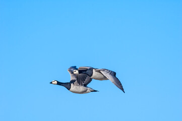 Barnacle Geese (Branta leucopsis) at colony in Barents Sea coastal area, Russia