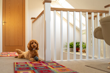 Adult Poodle dog seen laying on the carpet on a first floor landing in a modern home. She has been...