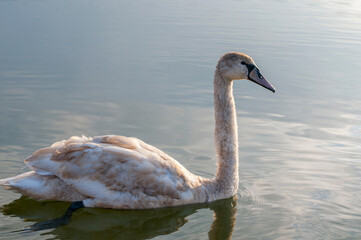 A white majestic swan floats in front of a wave of water. Young swan in the middle of the water. Drops on a wet head.