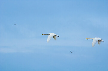 Plakat Bewick's Swan (Cygnus bewickii) in Barents Sea coastal area, Russia
