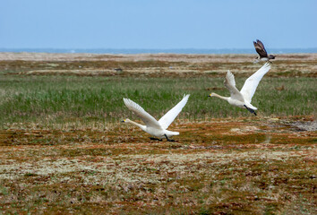 Bewick's Swan (Cygnus bewickii) in Barents Sea coastal area, Russia