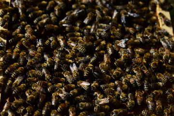 Honigbienen, Apis mellifera, viele Bienen auf der Oberfläche eines ausgebauten Rähmchens in der Sonne