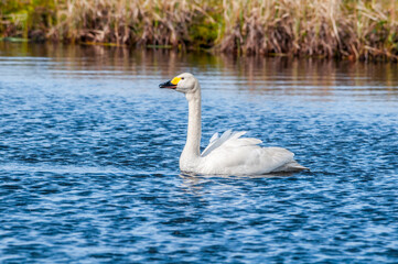 Bewick's Swan (Cygnus bewickii) in Barents Sea coastal area, Russia