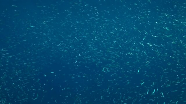 Massive shoal of Blue sprat, Delicate round herring or blueback sprat (Spratelloides delicatulus). Massive school of small fish swims in the blue water in sunrays. Slow motion