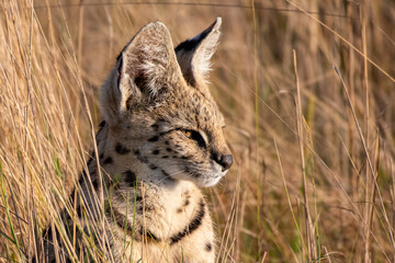 Serval Baby