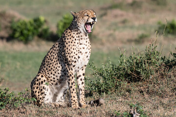 Gähnender Gepard © renatehenkel