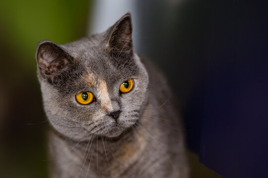 Britisch Kurzhaar Katze schaut und checkt die Lage