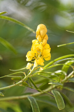 Fleur jaune de Cassia-alata en Guyane française