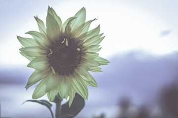 Sonnenblume hell mit Platz für Text