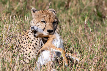 Gepard mit Beute