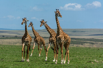 vier Giraffen