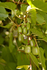 Variegated Kiwi Vine (Actinidia kolomikta) in orchard