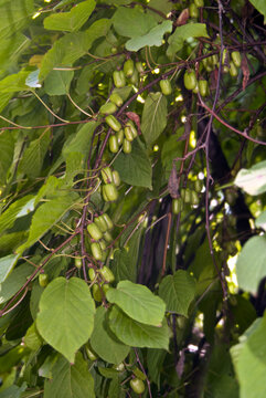 Variegated Kiwi Vine (Actinidia kolomikta) in orchard