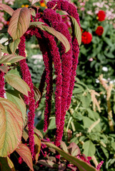 Love-lies-bleeding (Amaranthus caudatus) in garden