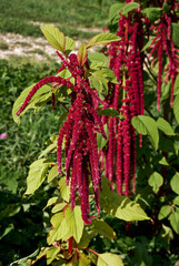Love-lies-bleeding (Amaranthus caudatus) in garden