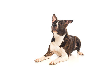 purebred american staffordshire terrier lying and looking away isolated on white.