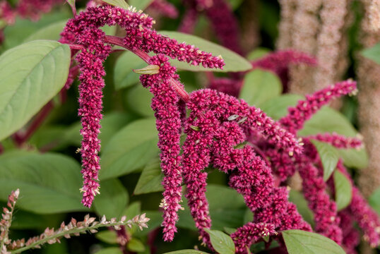 Love-lies-bleeding (Amaranthus caudatus) in garden