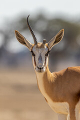 Springbok in the Kgalagadi